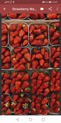 Strawberry Wallpapers android App screenshot 1